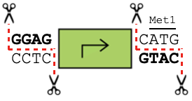 OpenCloning